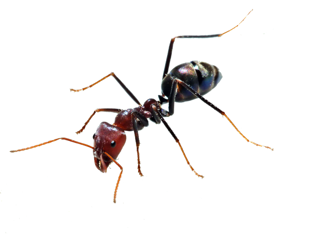 ant_PNG19368.png